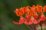 Fewflowered milkweed